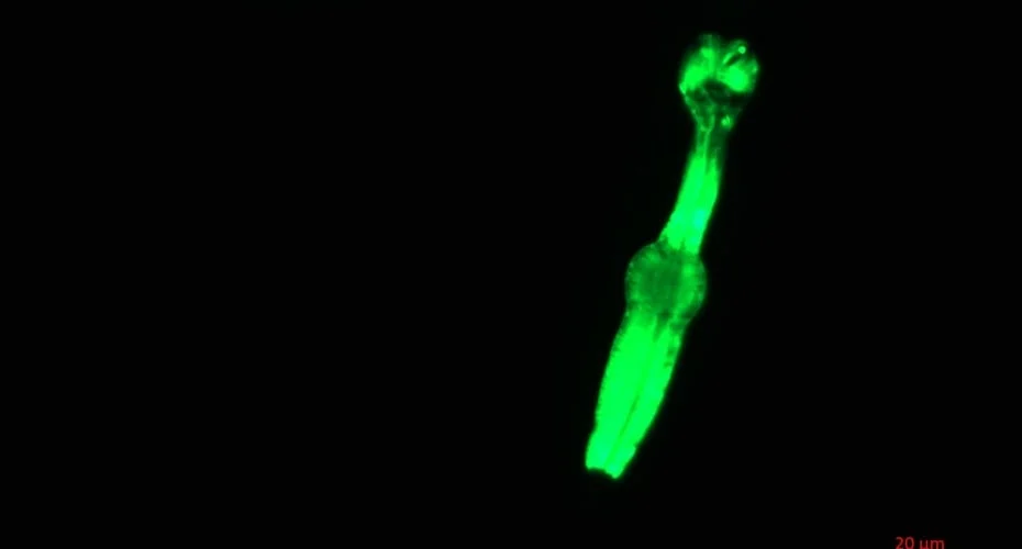 Microscopic Pioneers in Deep Space: How C. elegans Nematodes on the International Space Station Are Paving the Way for Long-Term Lunar Colonization