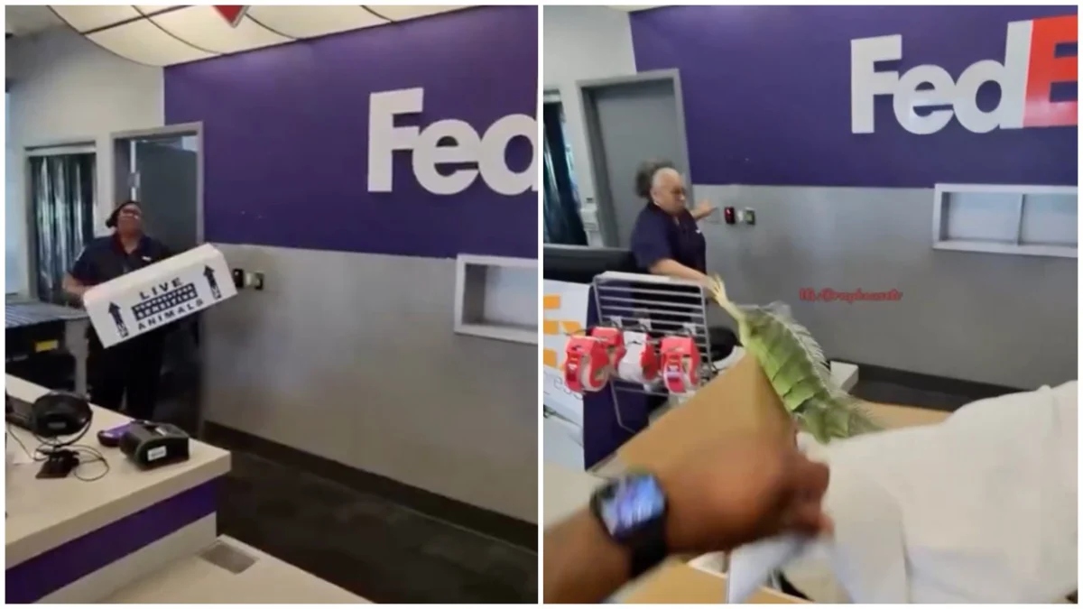 An Unconventional Escape: Iguana’s FedEx Crate Breakout Sparks Online Debate and Safety Concerns