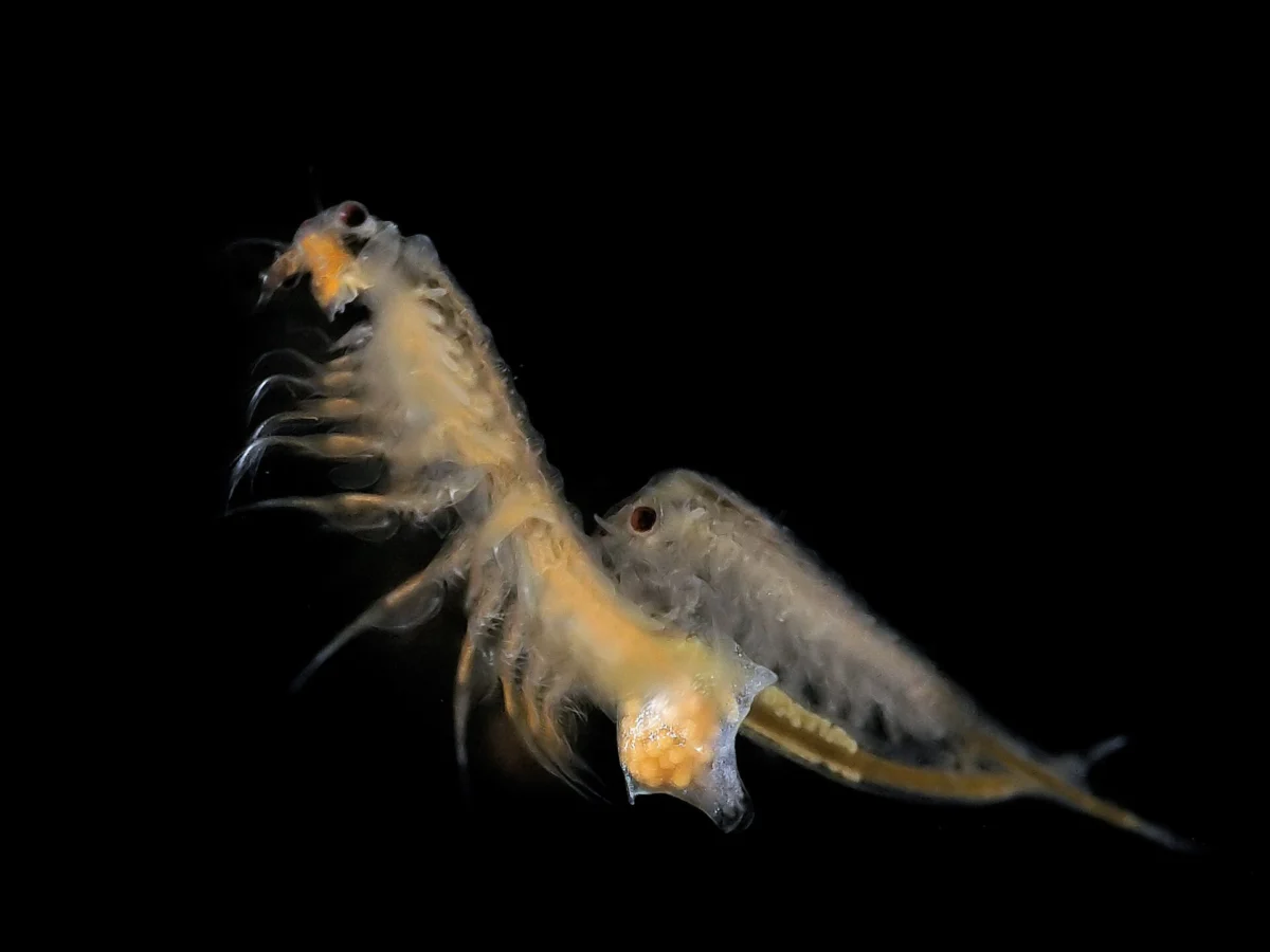 Space Aquaculture Breakthrough High-Speed Clinostat Reveals Shrimp Adaptability to Microgravity for Future Lunar and Mars Missions