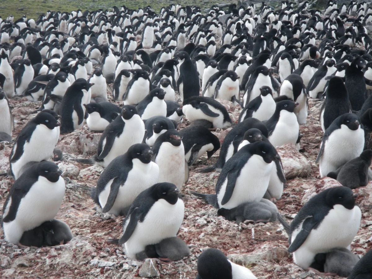 Space-Based Observation of Antarctic Adélie Penguins Reveals Climate-Driven Shifts in Marine Food Webs and Dietary Habits
