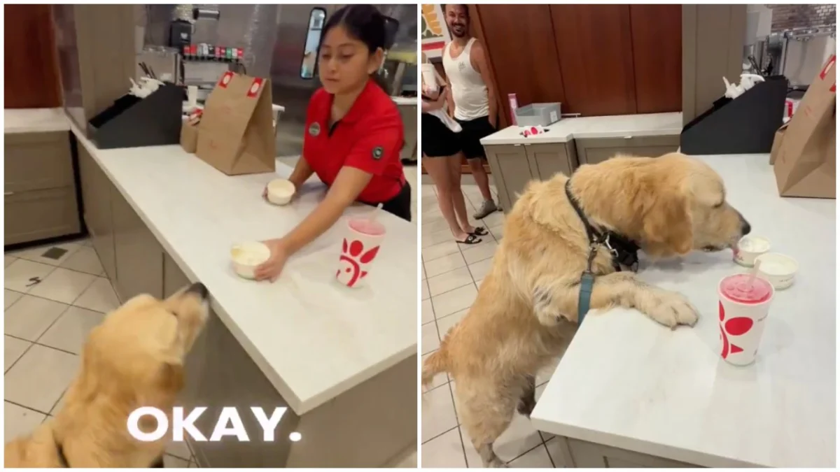 Video of Dog Eating From Chick-fil-A Counter Divides Viewers: “Look How He Talked to the Employee”