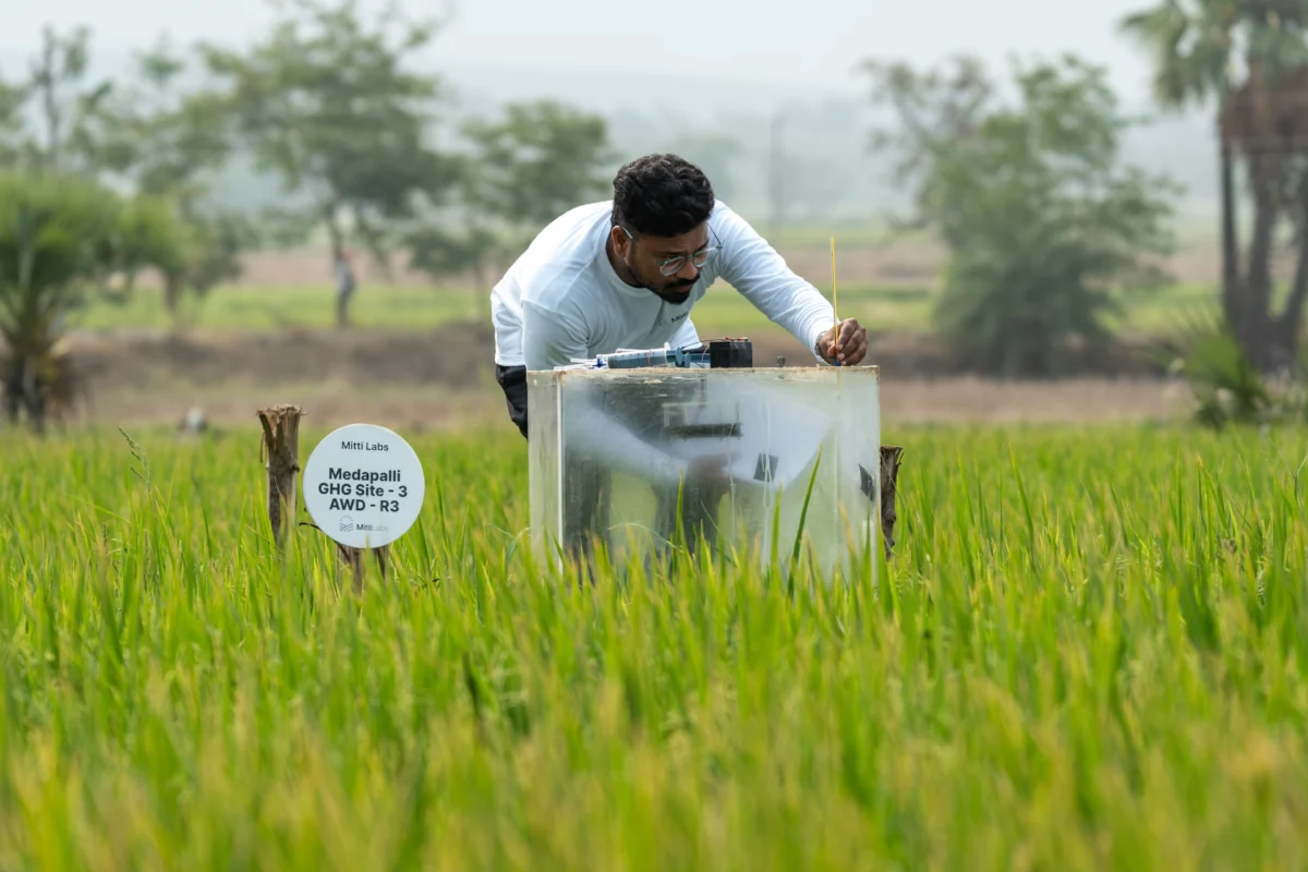 Google Commits to Largest Methane Reduction Carbon Credit Deal in Rice Farming